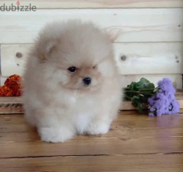 POMERANIAN / Teacup dogs females and males VACCINATED 5