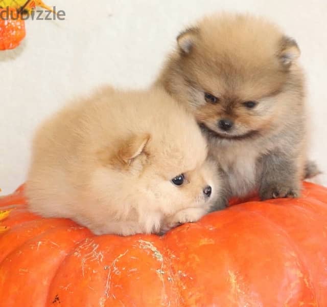 POMERANIAN / Teacup dogs females and males VACCINATED 7