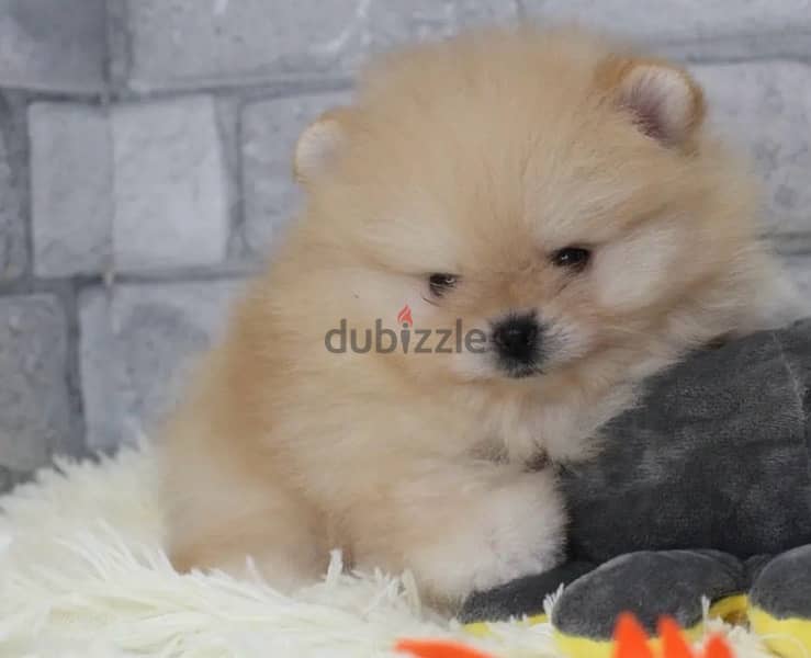 POMERANIAN / Teacup dogs females and males VACCINATED 8