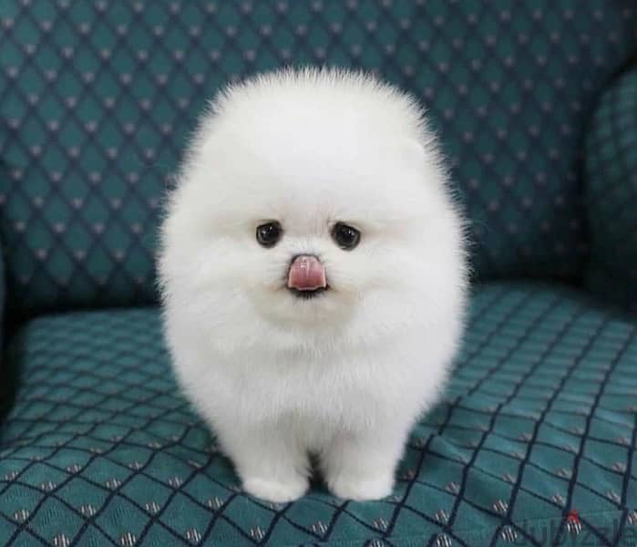 POMERANIAN / Teacup dogs females and males VACCINATED 9