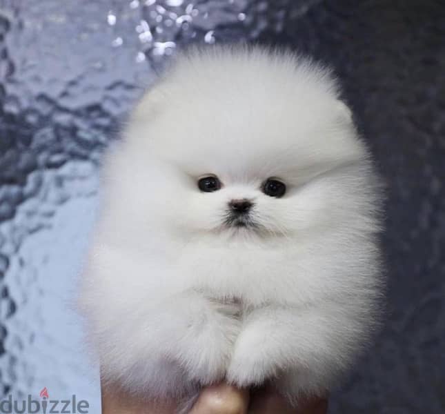 POMERANIAN / Teacup dogs females and males VACCINATED 10