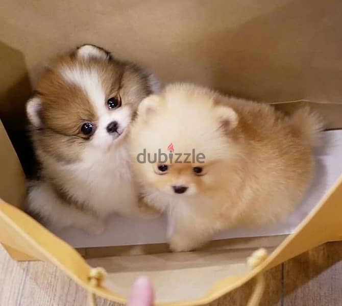 POMERANIAN / Teacup dogs females and males VACCINATED 12