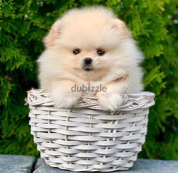 POMERANIAN / Teacup dogs females and males VACCINATED 14