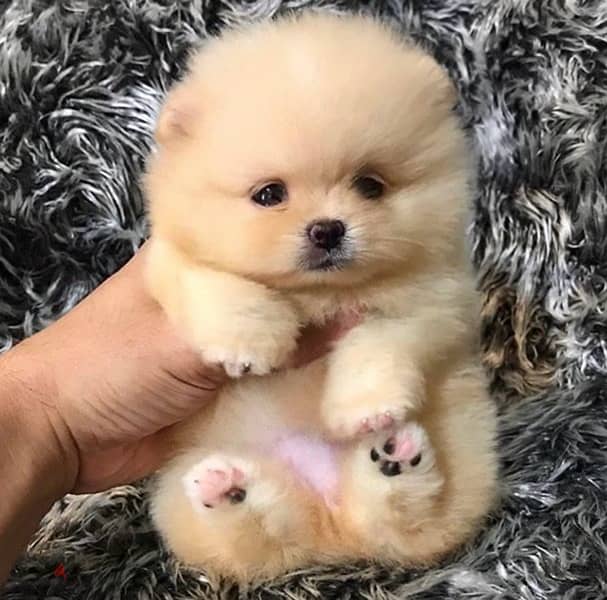 POMERANIAN / Teacup dogs females and males VACCINATED 15