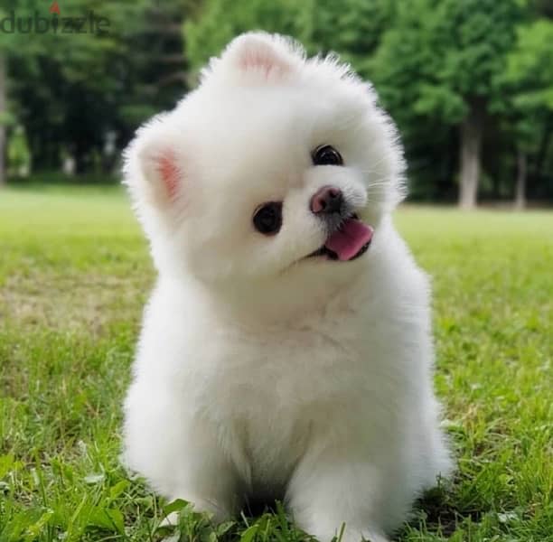POMERANIAN / Teacup dogs females and males VACCINATED 16