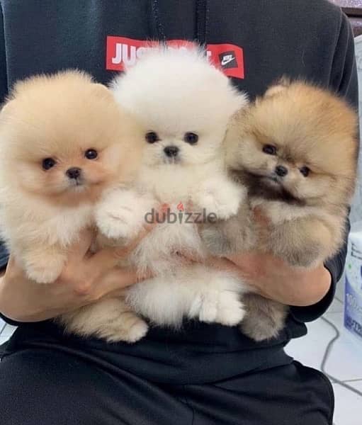 POMERANIAN / Teacup dogs females and males VACCINATED 17