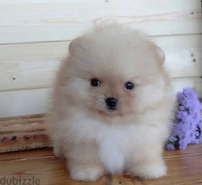 POMERANIAN / Teacup dogs females and males VACCINATED 18