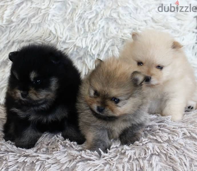 POMERANIAN / Teacup dogs females and males VACCINATED 19