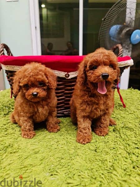 Anjing red best sale toy poodle