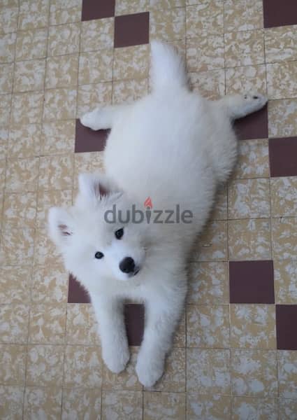 Samoyed best sale 4 months