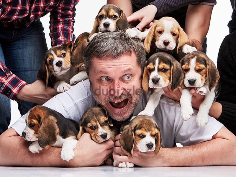 beagle puppies 0