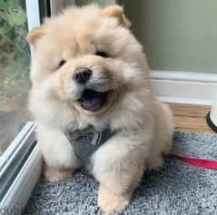 Chow chow 2024 for sale olx