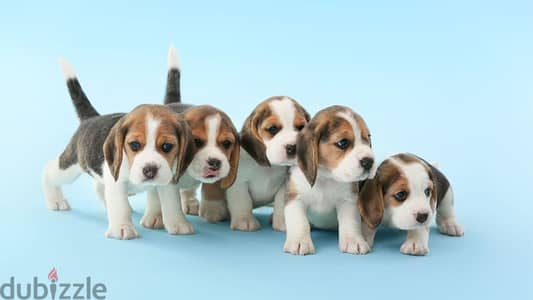 beagle puppies