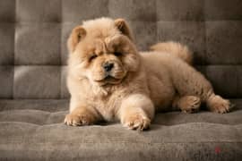 chow chow now in lebanon