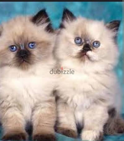 Himalayan cute kittens