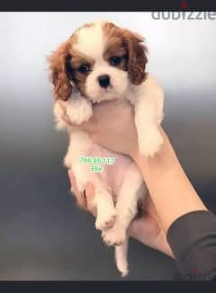 cavalier king Charles puppies
