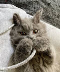British Grey kitten