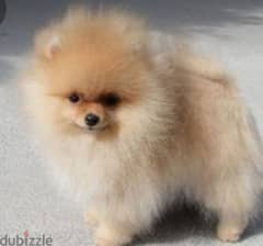 Pomeranian