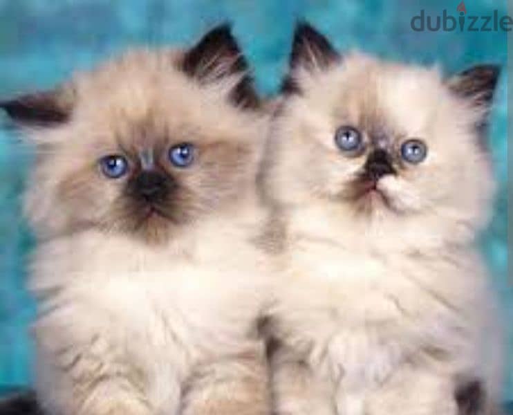 himalayan kittens 2 months old 0