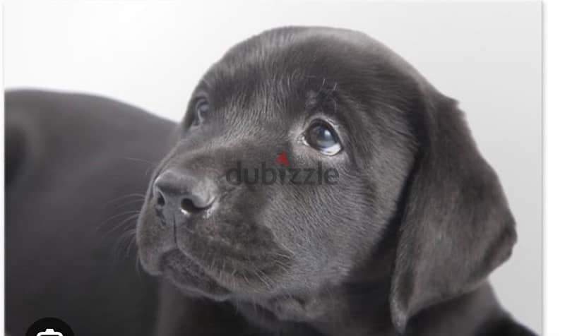 Free labrador retriever hot sale puppies near me