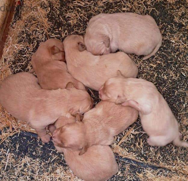 Newborn golden retriever 2024 puppies for sale