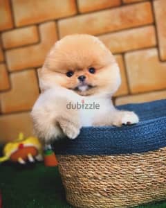 Olx pomeranian hot sale boo