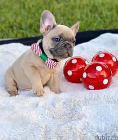 Imported French Bulldog Fawn 0