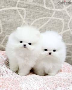 VACCINATED TEACUP POMERANIAN PUPPIES FOR FREE ADOPTION 0