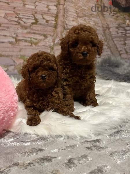 Toy Poodle Dogs 115672041