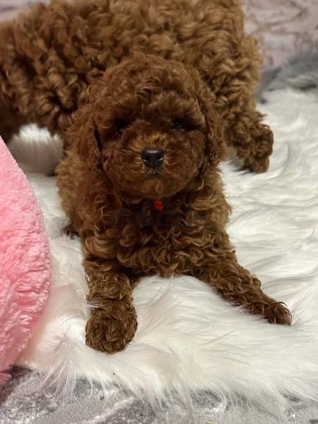 Toy Poodle 1