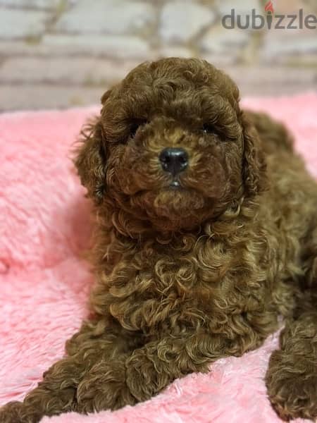 Toy Poodle 2