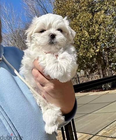 Malteise teacup size