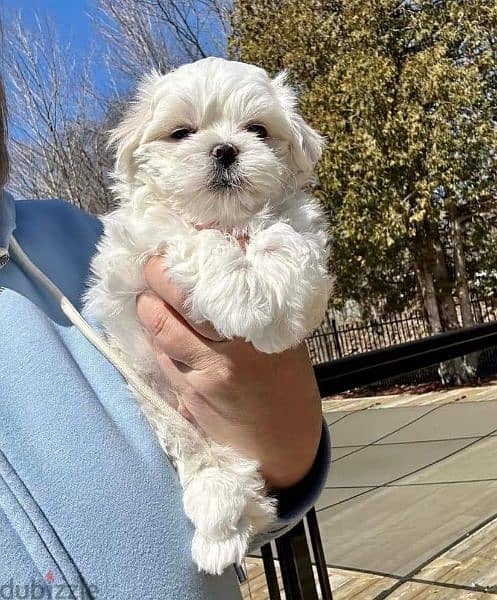 Malteise teacup size 0