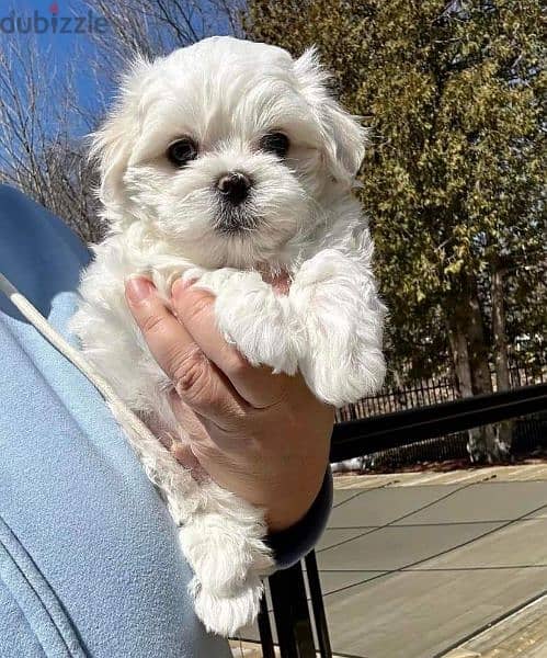 Malteise teacup size 1