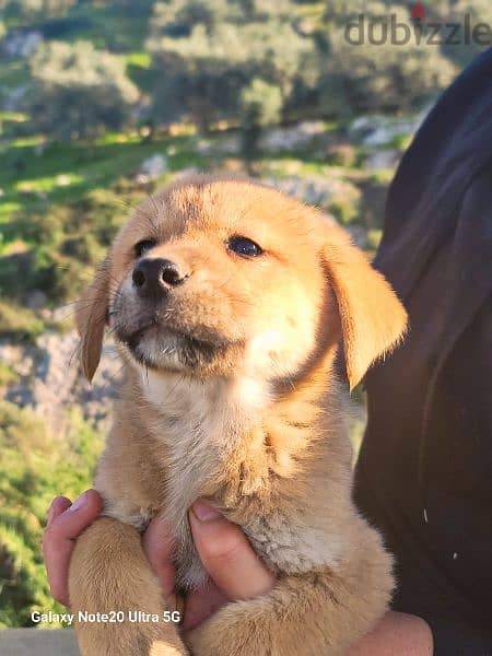 Golden akita hot sale puppies