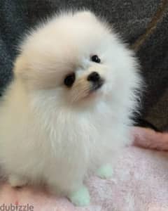 Pomeranian puppies 0