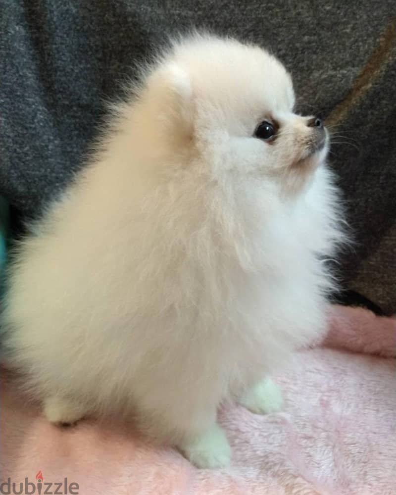 Pomeranian puppies 1