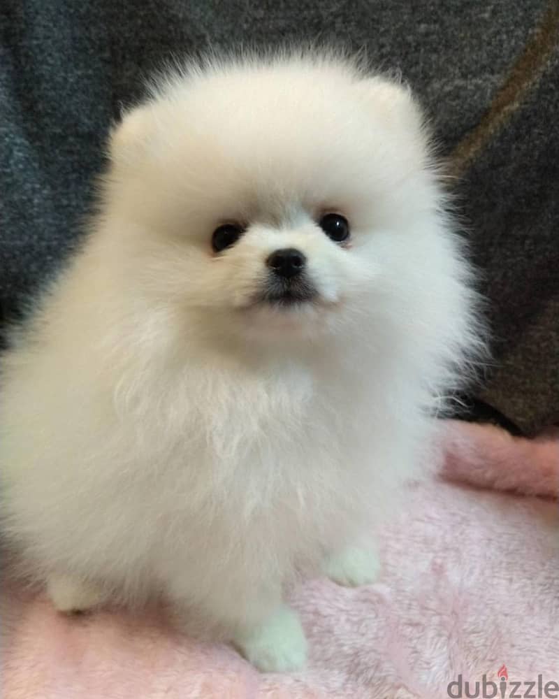 Pomeranian puppies 3