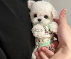 Bichon dogs all size mini and maltaise special offers and good prices