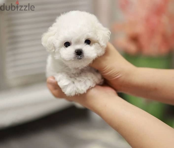 Bichon dogs all size mini and maltaise special offers and good prices 2