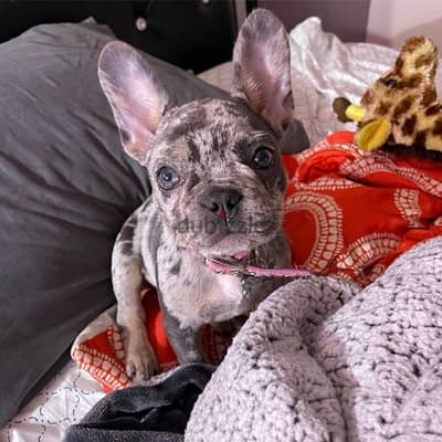 Imported French Bulldog Merle