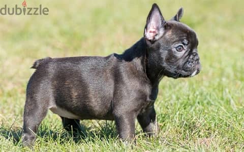 French Bulldog Black Imported