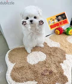 BICHON DOGS females and males maltaise and more all size available