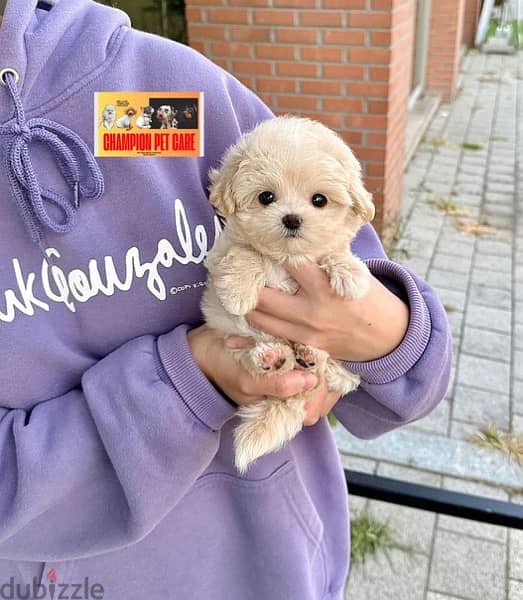 BICHON DOGS females and males maltaise and more all size available 1