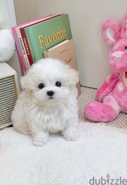 BICHON DOGS females and males maltaise and more all size available 2