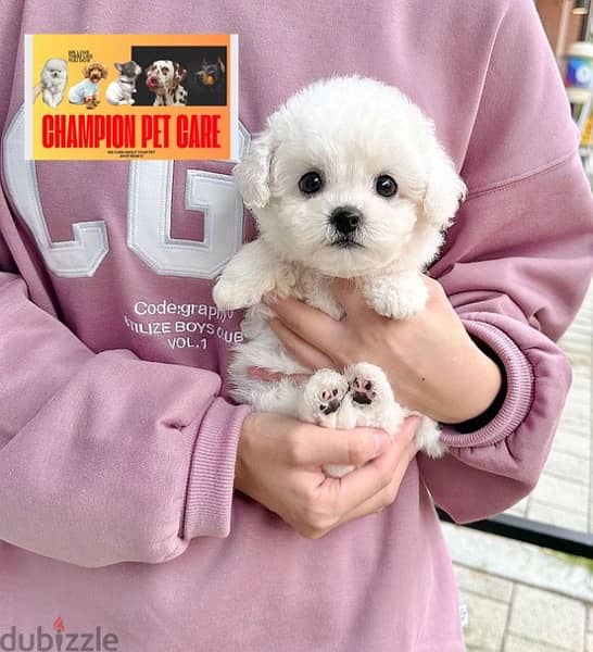 BICHON DOGS females and males maltaise and more all size available 4
