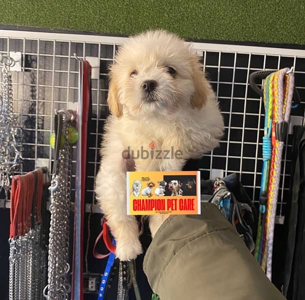 BICHON DOGS females and males maltaise and more all size available 5