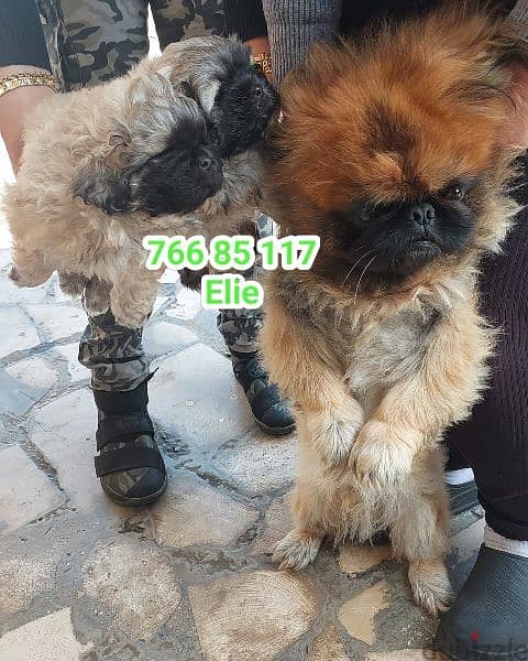 pikingese  puppies for sale 1