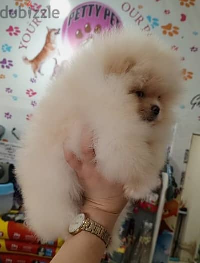 teacup booface Pomeranian ((real photo))