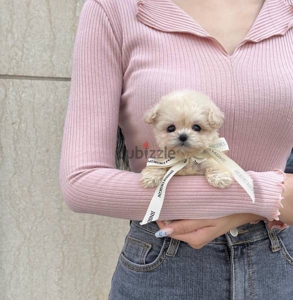 BICHON DOGS  malaise and more SPECIAL OFFERS females and males 1
